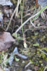 Carex pensylvanica