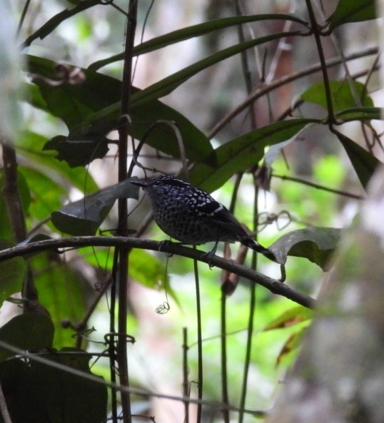 Scaled Antbird (Drymophila squamata), photo 5