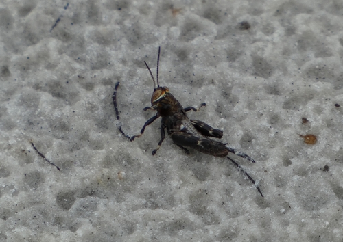 Little Eastern Grasshopper photo 3