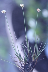 Juncus triglumis