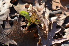 Persicaria virginiana