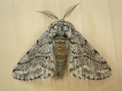 Lycia ursaria
