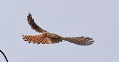 Falco sparverius