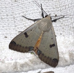 Ophiusa parcemacula