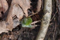 Asarum canadense