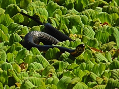 Helicops infrataeniatus