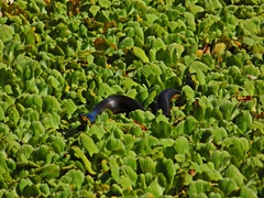 Helicops infrataeniatus