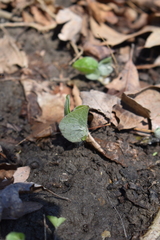 Asarum canadense
