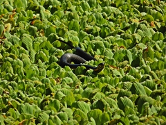 Helicops infrataeniatus