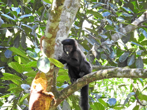 Black capuchin