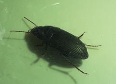 Anisodactylus rusticus