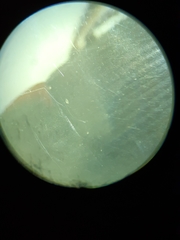 Anisodactylus rusticus