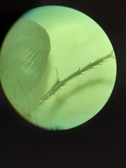 Anisodactylus rusticus