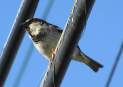 Passer domesticus
