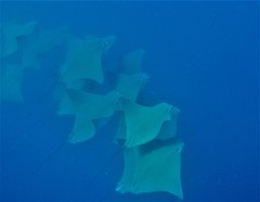 Rhinoptera steindachneri