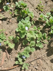 Veronica persica