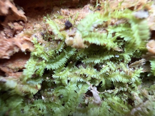 Geocalyx graveolens, 2026-06-07