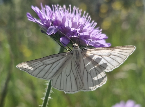 Black-veined Moth