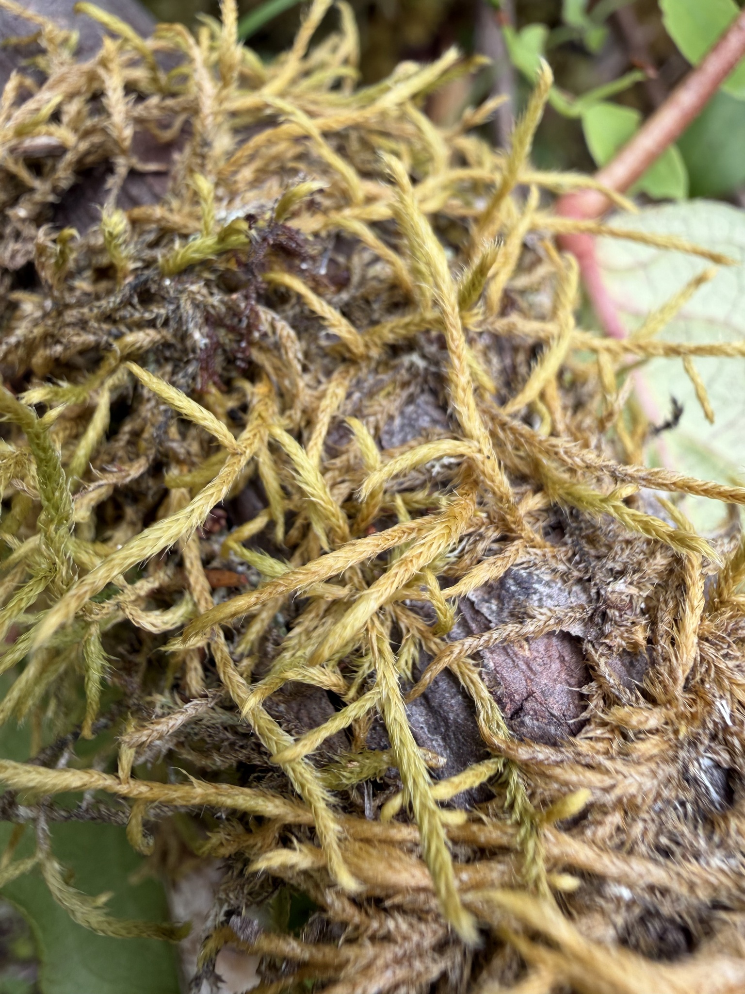 Pseudoleskea baileyi