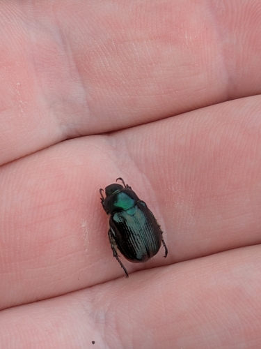 Garden Chafer photo 5