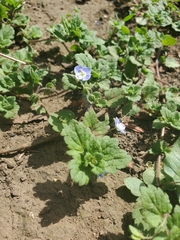 Veronica persica
