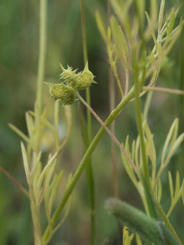 Ranunculus arvensis, photograph 3