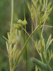 Ranunculus arvensis, photograph (c) Daniel Cahen, some rights reserved (CC BY)