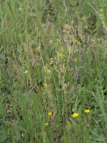 Ranunculus arvensis, photograph 4
