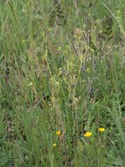 Ranunculus arvensis, photograph (c) Daniel Cahen, some rights reserved (CC BY)