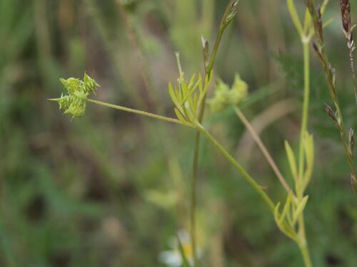 Ranunculus arvensis, photograph 2