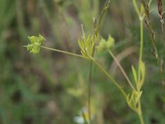 Ranunculus arvensis, photograph (c) Daniel Cahen, some rights reserved (CC BY)