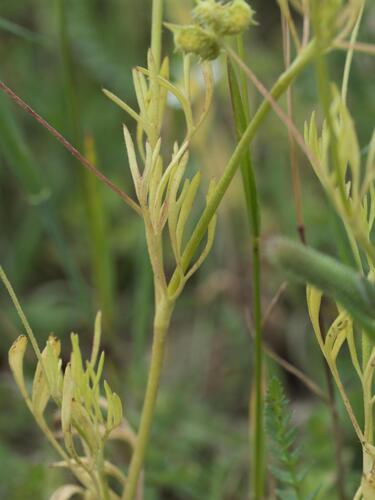 Ranunculus arvensis, photograph 5