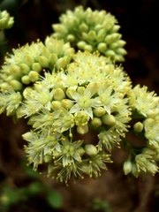 Hylotelephium maximum ruprechtii