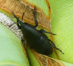 Scyphophorus yuccae