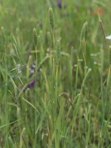 Phalaris paradoxa, photograph 3