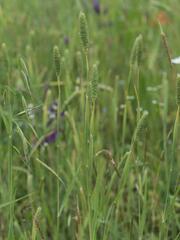 Phalaris paradoxa, photograph (c) Daniel Cahen, some rights reserved (CC BY)