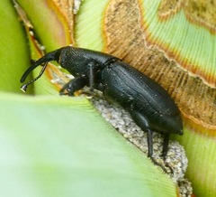 Scyphophorus yuccae