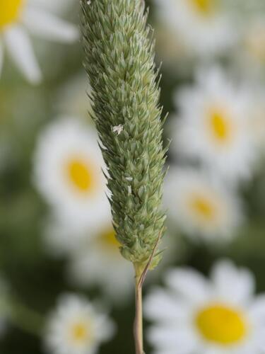 Phalaris paradoxa, photograph 2