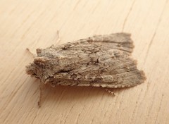 Lithophane disposita