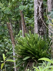 Vriesea macrostachya