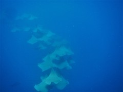 Rhinoptera steindachneri