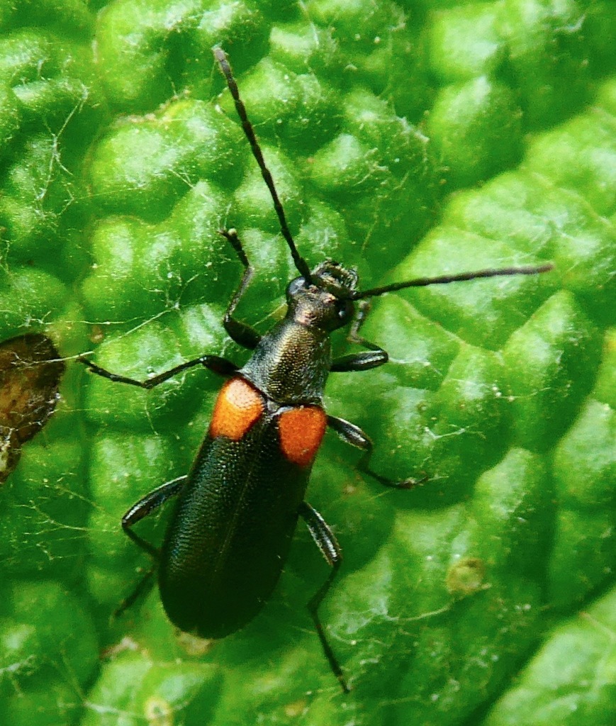 Grammoptera militaris
