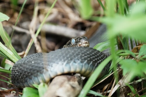 Plain-bellied Watersnake