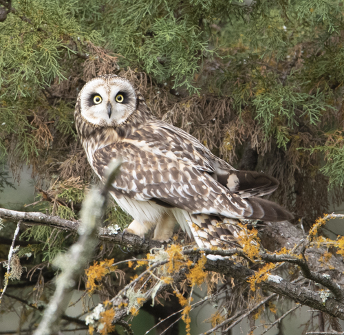 Hawaiian Short-eared Owl photographed in Hawaii