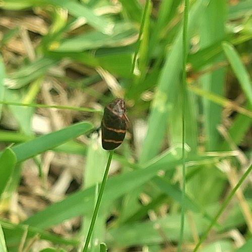 Two-lined Spittlebug
