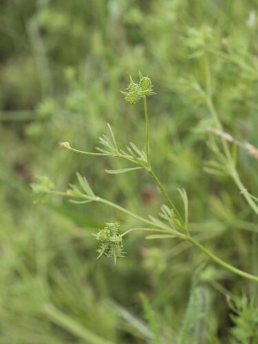 Ranunculus arvensis, photograph 1