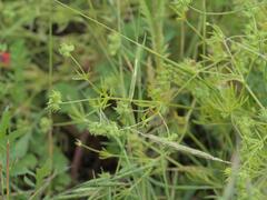 Ranunculus arvensis