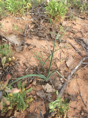 Tradescantia occidentalis