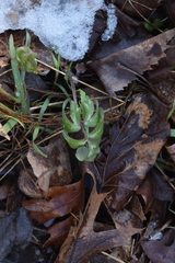 Hydrophyllum virginianum