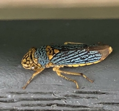 Oncometopia nigricans